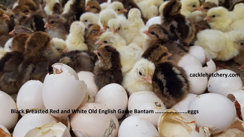 White Old English Bantam Hatching Eggs | Cackle Hatchery®