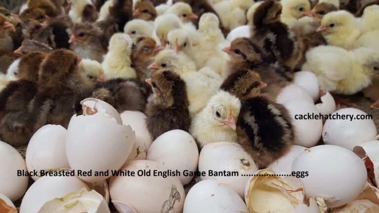 white-old-english-bantam-hatching-eggs-cackle-hatchery