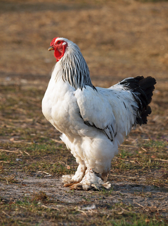 Brahma, Chickens, Breed Information