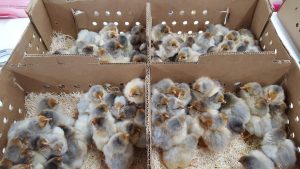 Splash Laced Red Wyandotte Chicken For Sale | Cackle Hatchery®