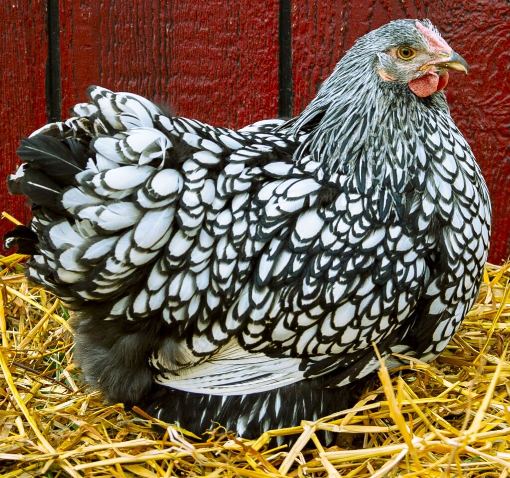 Silver Laced Wyandotte Chicken for Sale (Exhibition Type) | Cackle ...