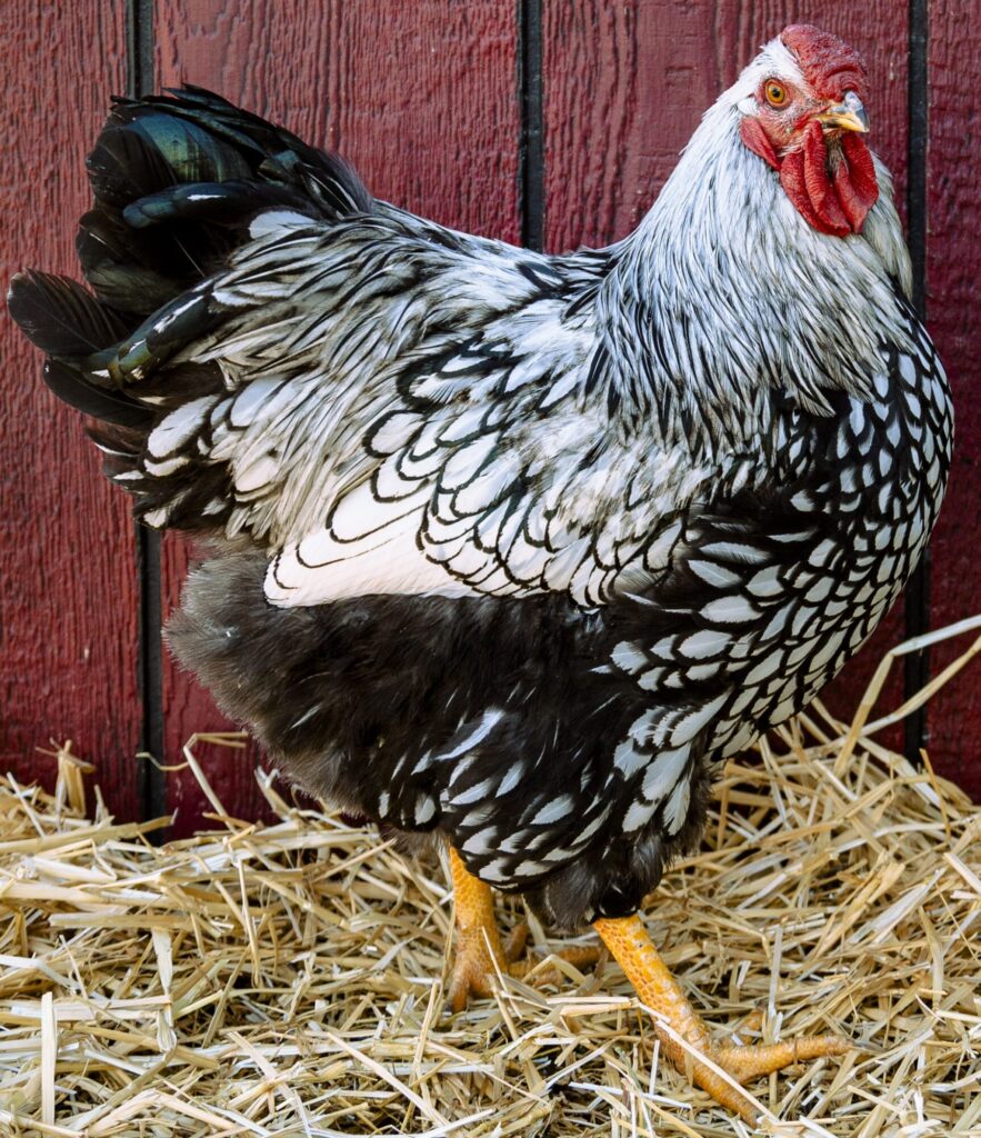 Silver Laced Wyandotte Chicken for Sale (Exhibition Type) | Cackle ...