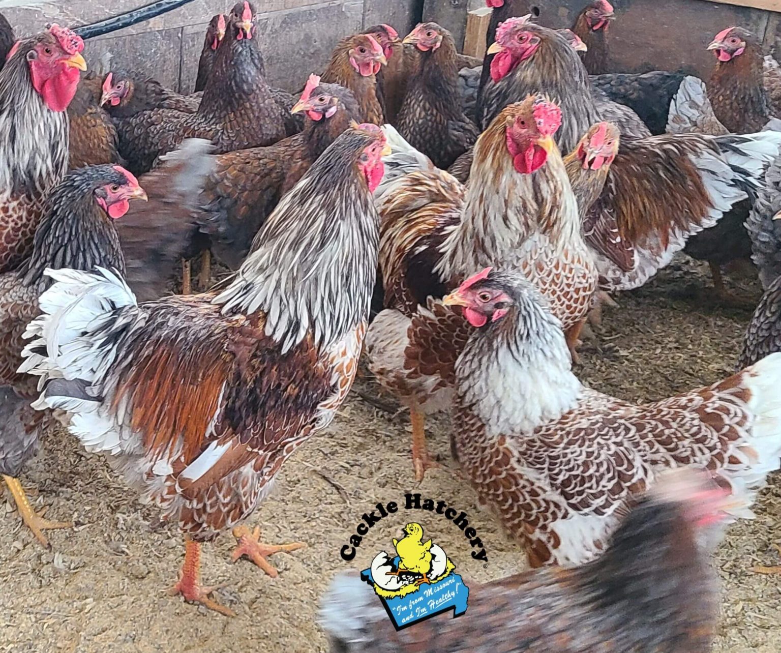 Splash Laced Red Wyandotte Chicken For Sale | Cackle Hatchery®