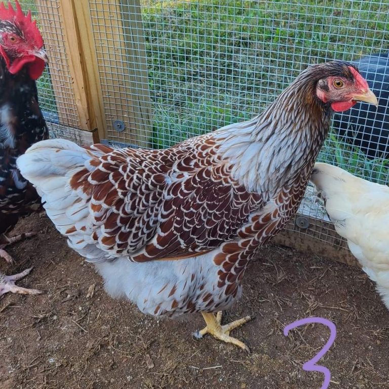 Splash Laced Red Wyandotte Chicken For Sale | Cackle Hatchery®