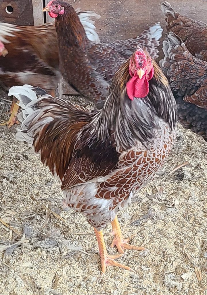 Splash Laced Red Wyandotte Chicken For Sale | Cackle Hatchery®