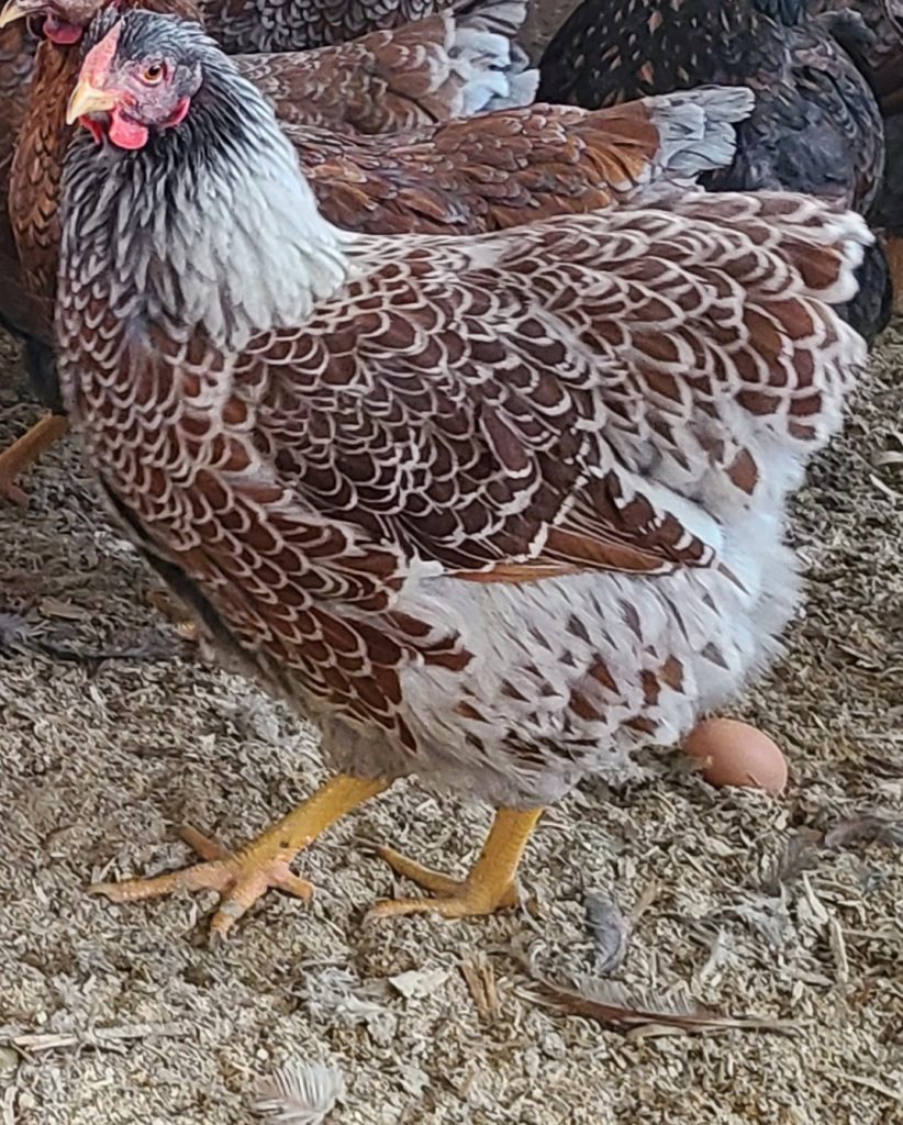 Splash Laced Red Wyandotte Chicken For Sale | Cackle Hatchery®