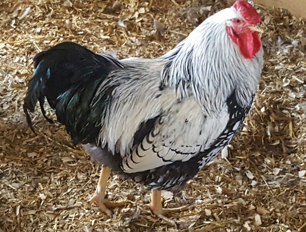 Silver Laced Wyandotte Chicken for Sale (Show Type) | Cackle Hatchery®