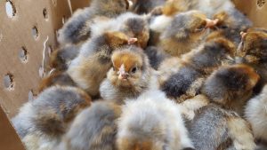 Splash Laced Red Wyandotte Chicken For Sale | Cackle Hatchery®