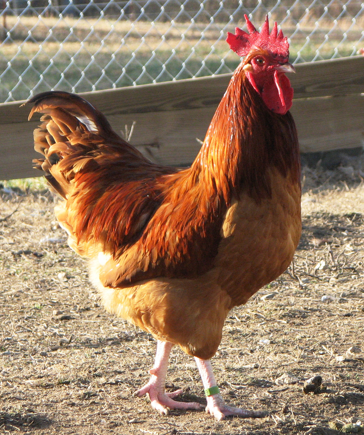 What to Do with Unwanted Roosters - Cackle Hatchery