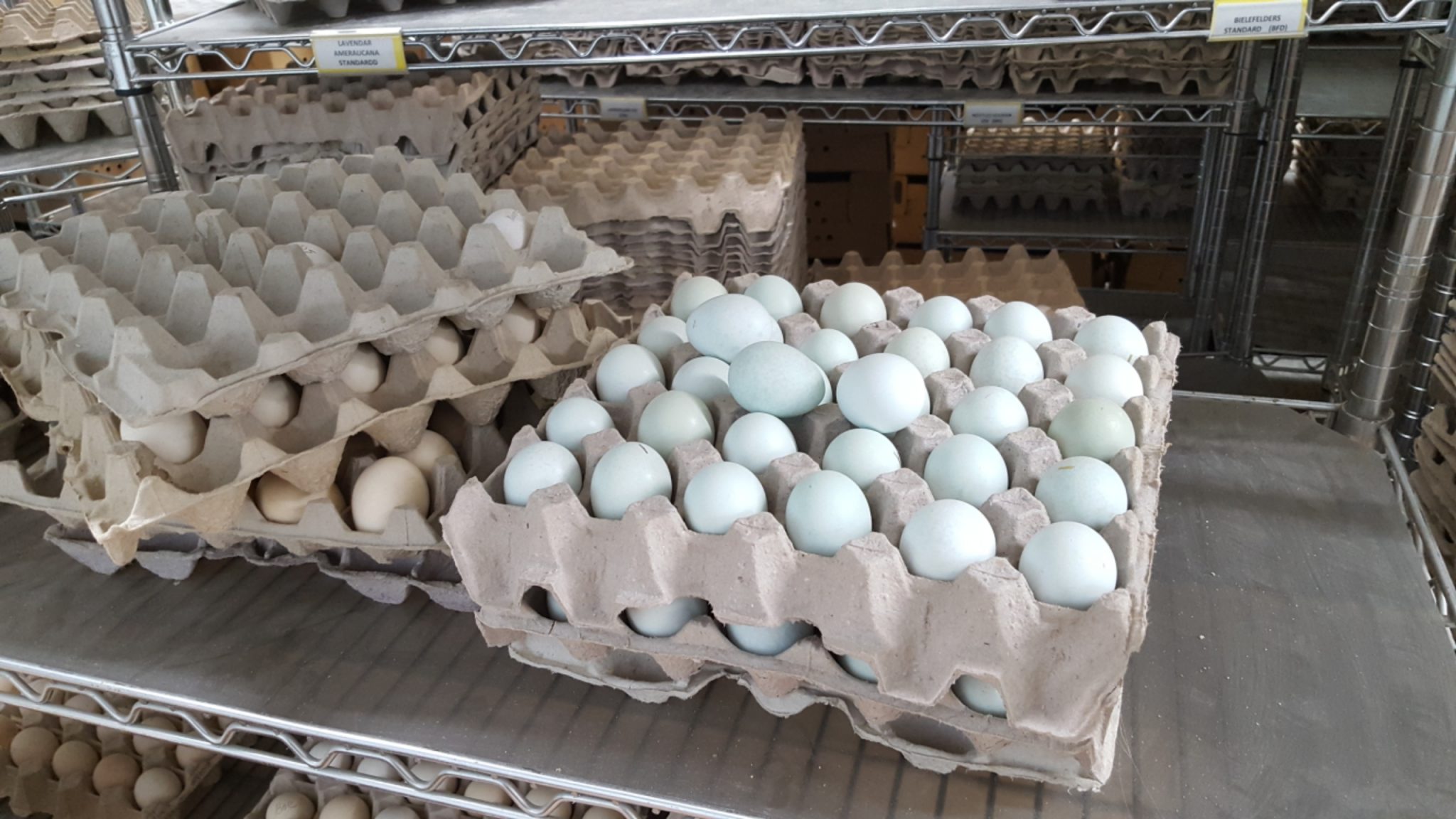 Blue Egger Female Surplus | Cackle Hatchery®