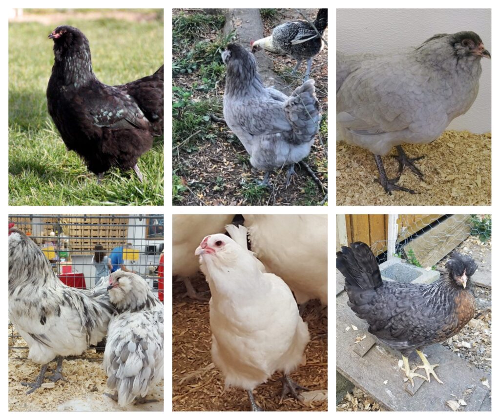 Blue Egger Female Surplus | Cackle Hatchery®