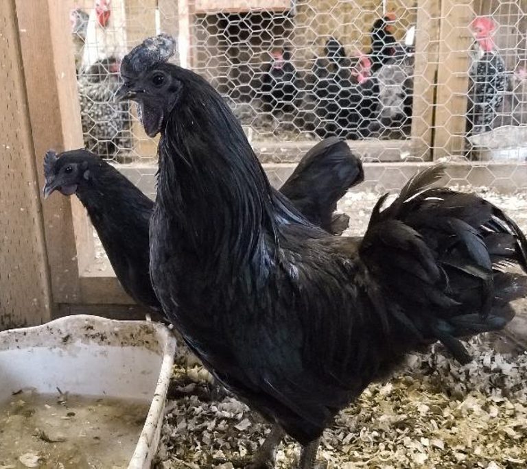 Ayam Cemani Hatching Eggs | Cackle Hatchery®