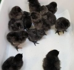 Ayam Cemani Hatching Eggs | Cackle Hatchery®