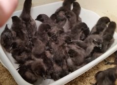 Ayam Cemani Hatching Eggs | Cackle Hatchery®