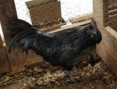 Ayam Cemani Hatching Eggs | Cackle Hatchery®