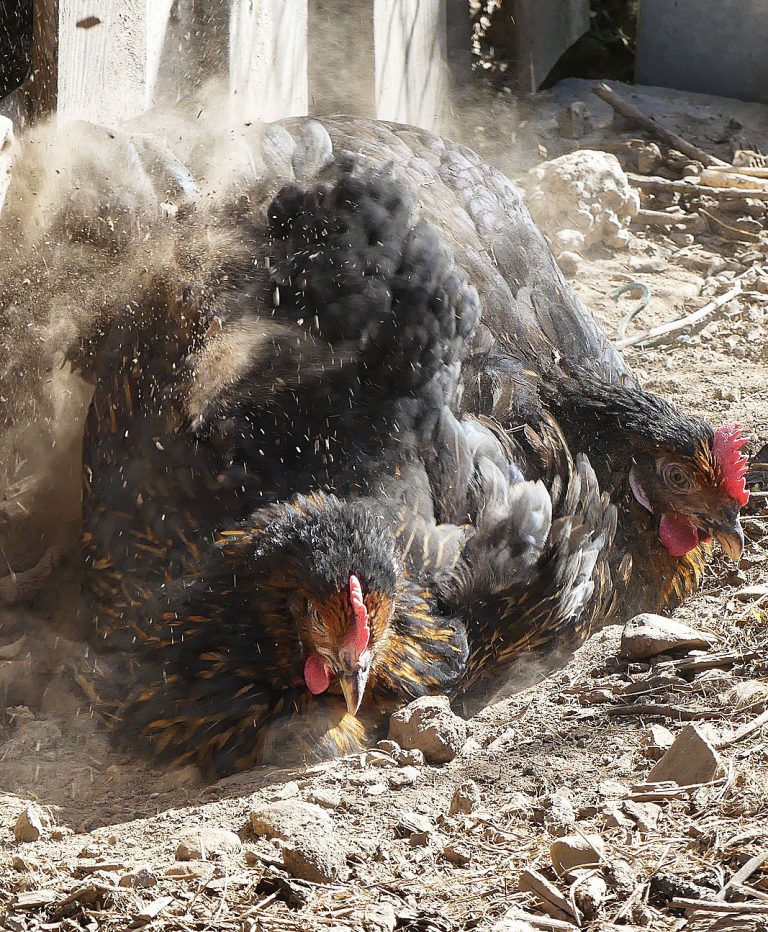 Dust Bathing Chickens Get Dirty to Get Clean - Cackle Hatchery