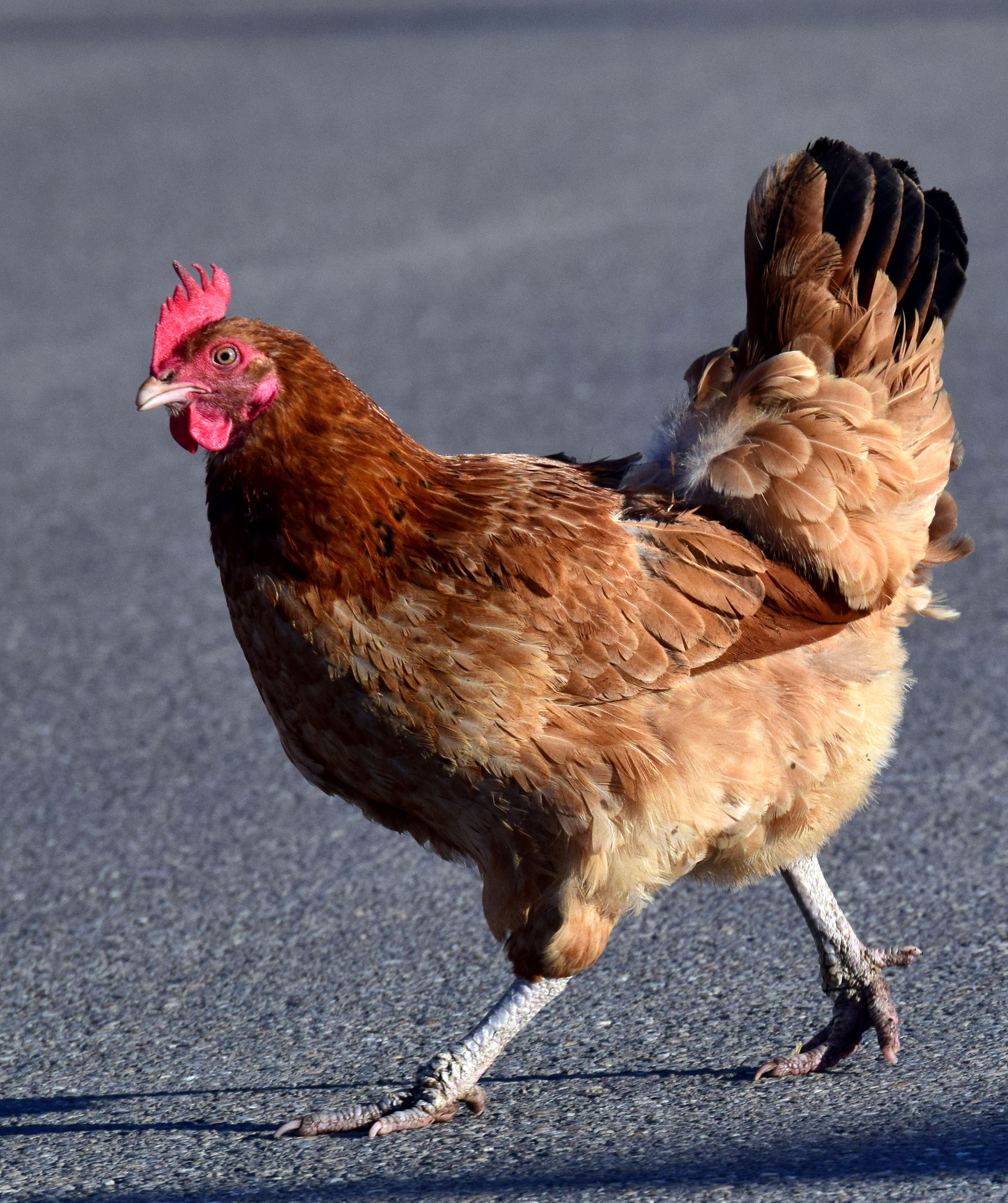 Why Did The Chicken Cross The Road Cackle Hatchery