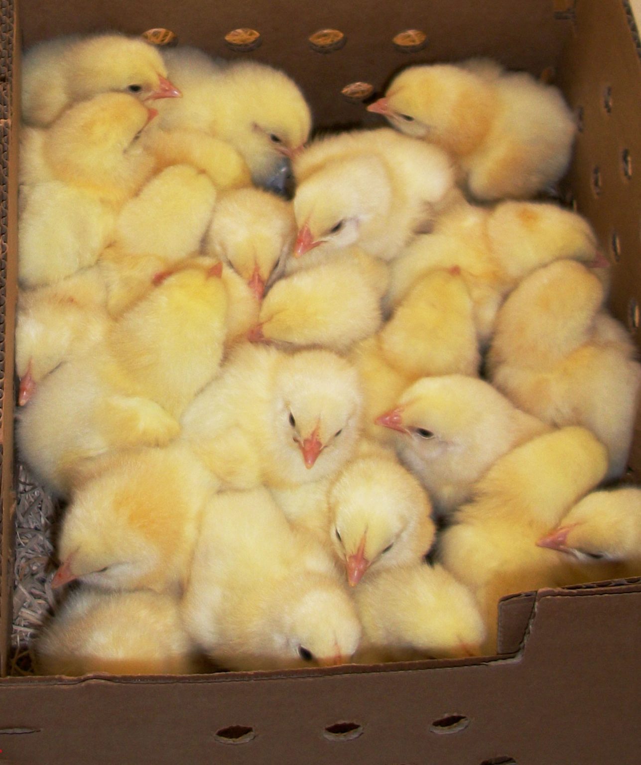 when-ordering-chicks-how-many-are-enough-cackle-hatchery