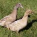 Buff Ducks : Ducklings for Sale | Cackle Hatchery