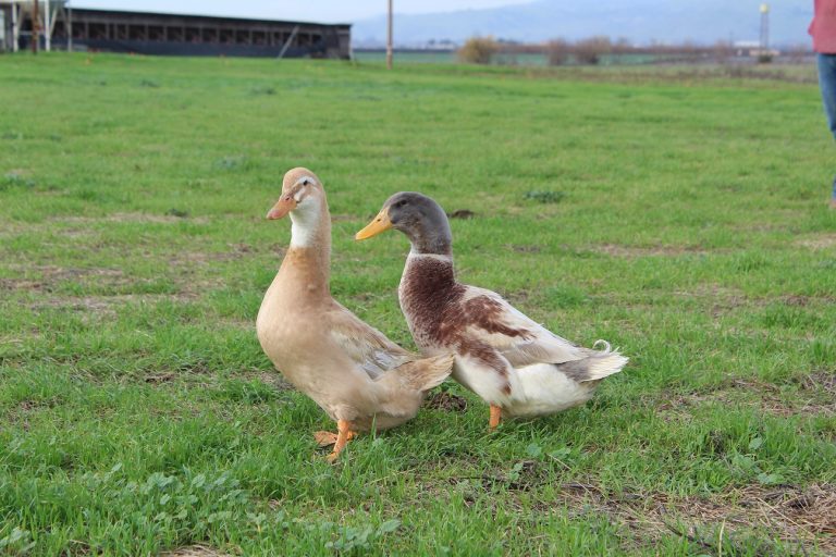 Saxony Ducks : Ducklings For Sale | Cackle Hatchery