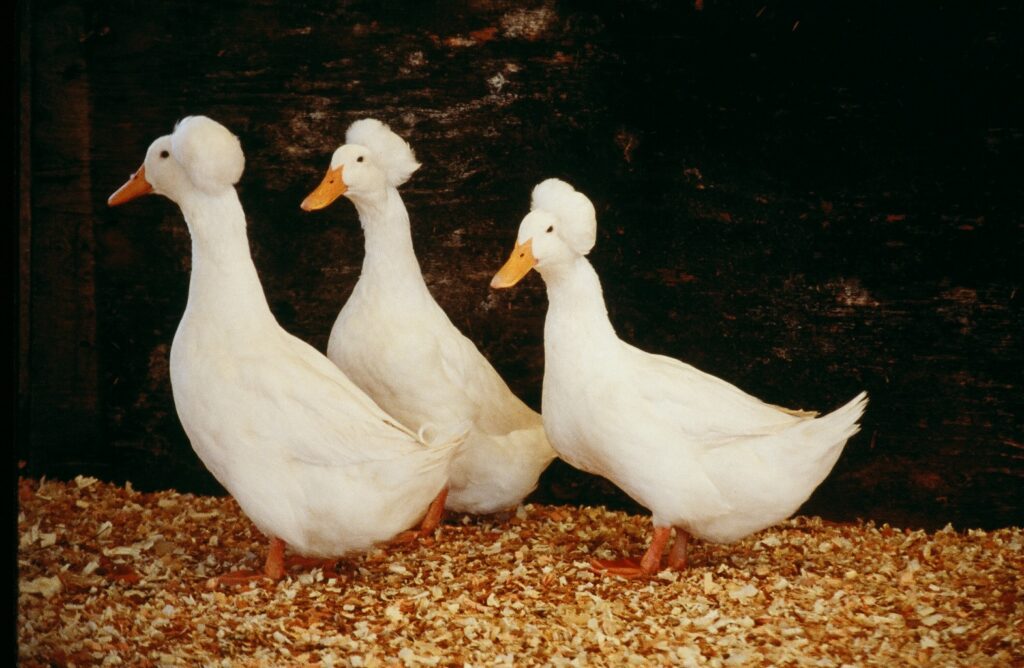 White Crested Ducks : Ducklings for Sale | Cackle Hatchery