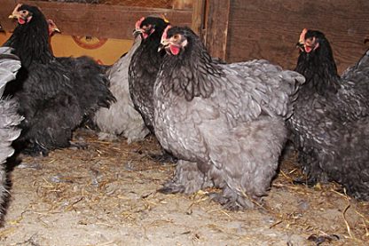 How to Control Ammonia in the Chicken Coop - Cackle Hatchery