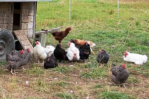 7 Reasons Why Chickens Stop Going Into Their Coop at Night - Cackle ...