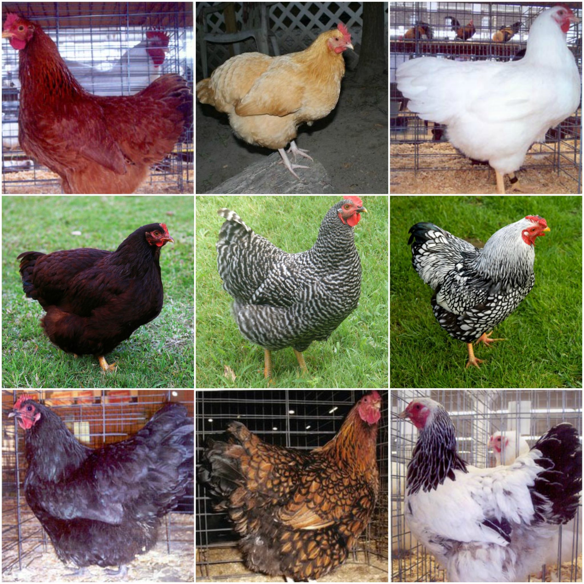 Baby Chicks For Sale | Egg Laying & Meat Chickens | Cackle Hatchery