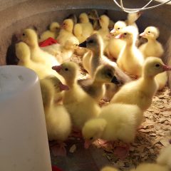 Wholesale Chicken Inquiries at Cackle Hatchery