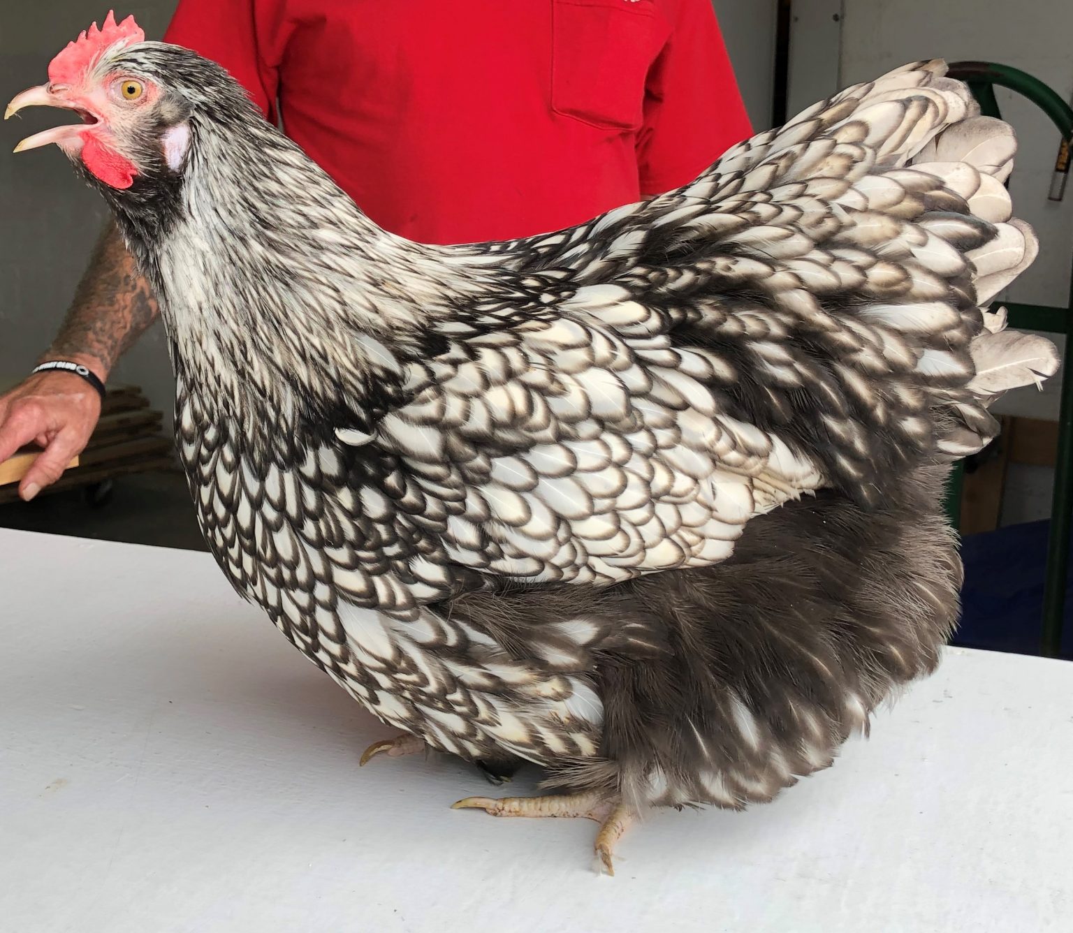 Silver Laced English Orpington Chicken - Cackle Hatchery