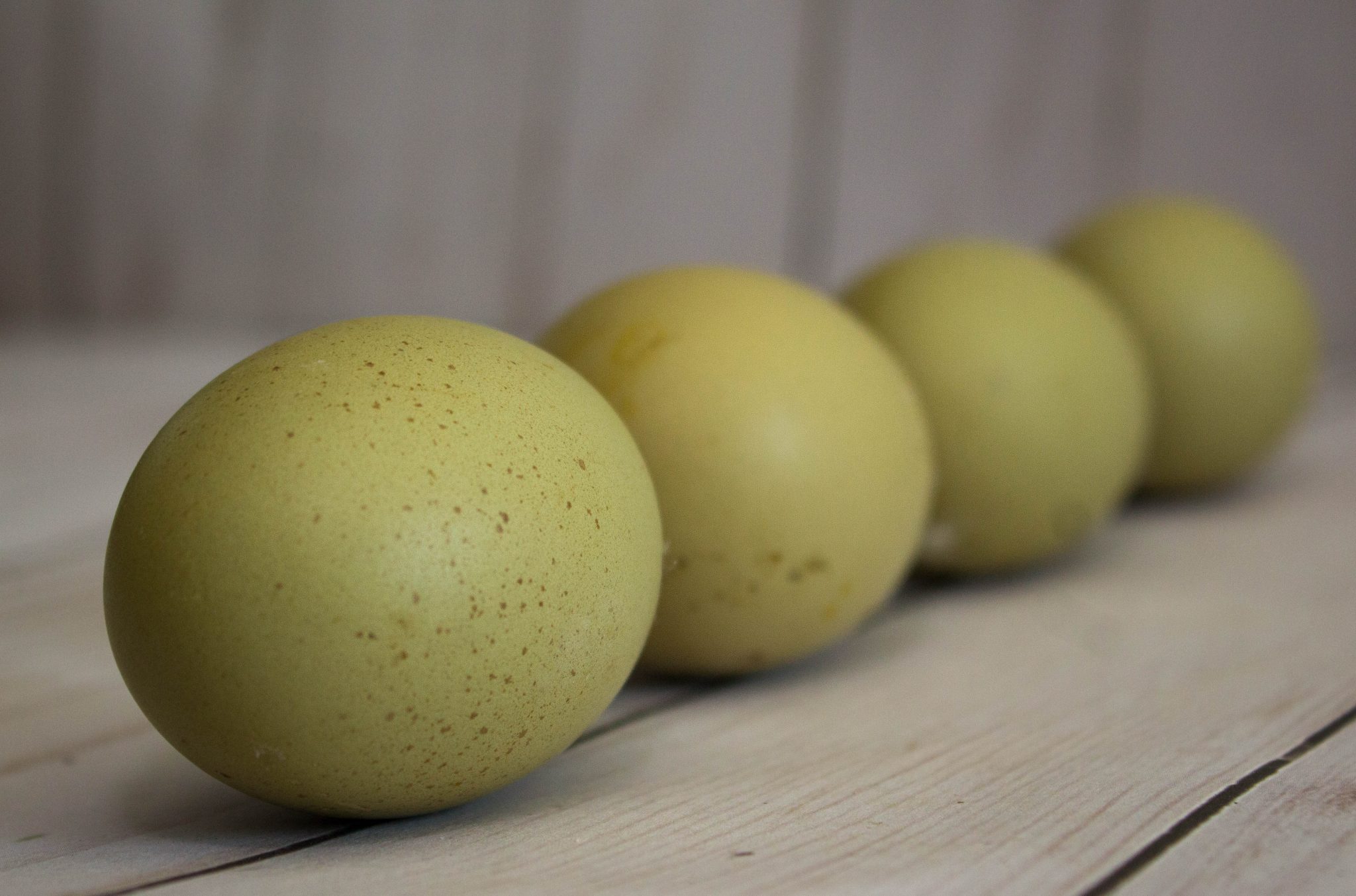 Olive Egger eggs ( 1st-3rd generation eggs) - Cackle Hatchery