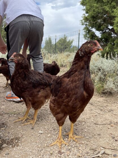 Rhode Island Red Exhibition Type