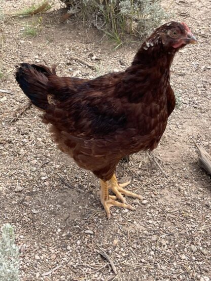 Rhode Island Red Exhibition Type