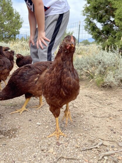 Rhode Island Red Exhibition Type