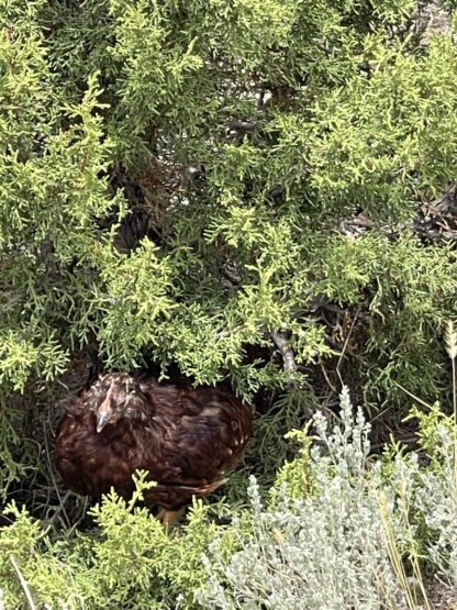 Rhode Island Red Exhibition Type