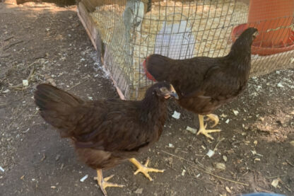 Rhode Island Red Exhibition Type