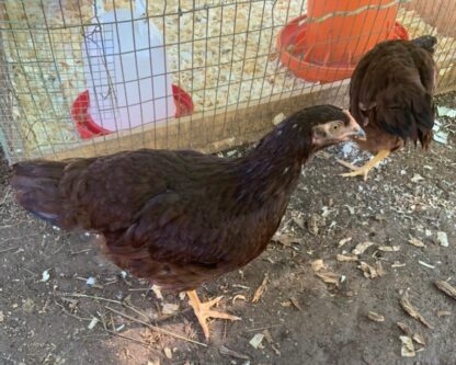 Rhode Island Red Exhibition Type