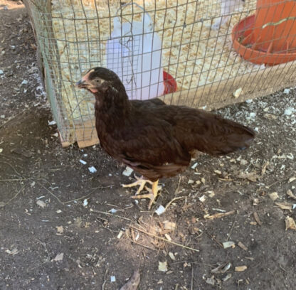 Rhode Island Red Exhibition Type