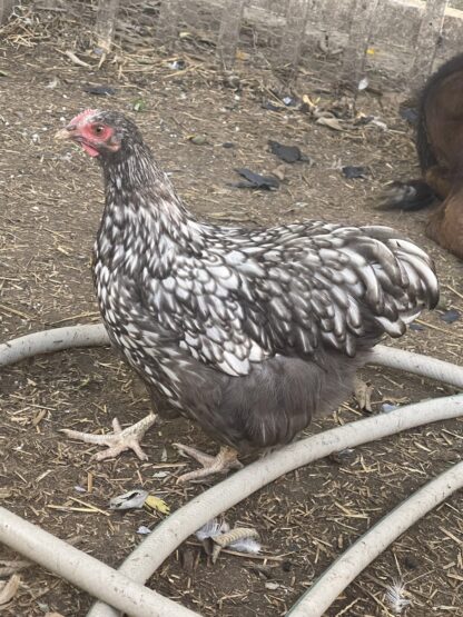 Silver Laced English Orpington