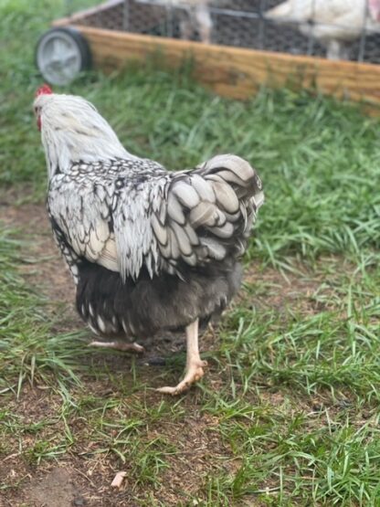 Silver laced English Orpington