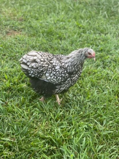 Silver laced English Orpington