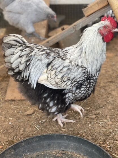 Silver laced English Orpington