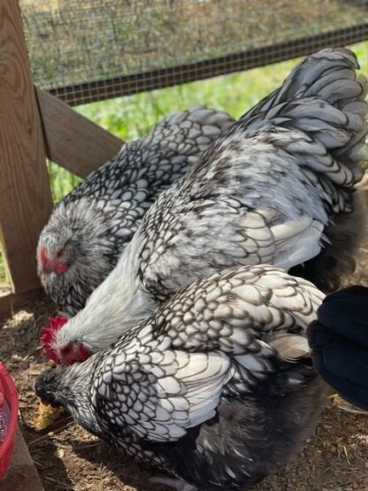 Silver laced English Orpington