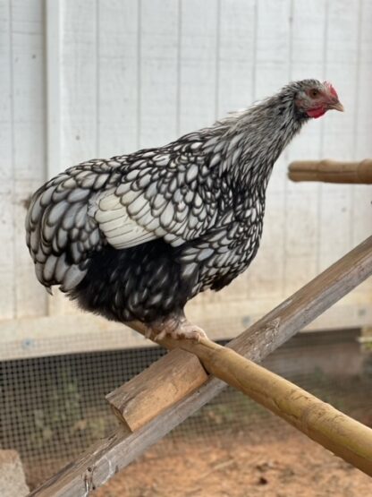 Silver laced English Orpington