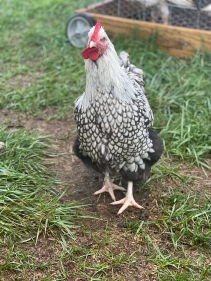 Silver laced English Orpington