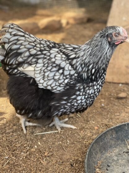 Silver Laced English Orpington