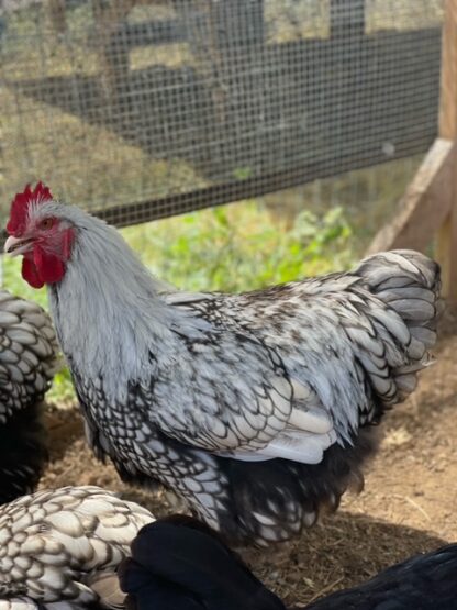 Silver laced English Orpington