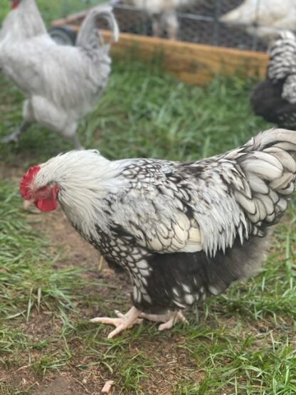 Silver laced English Orpington