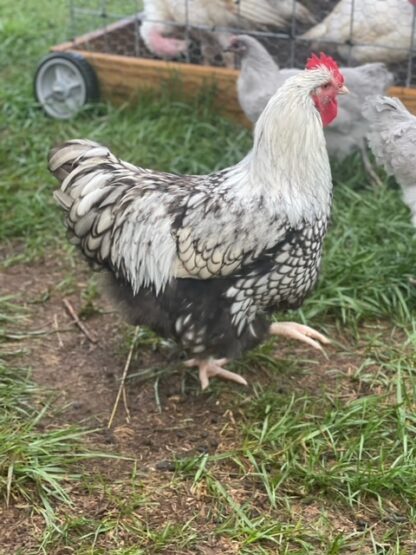 Silver laced English Orpington