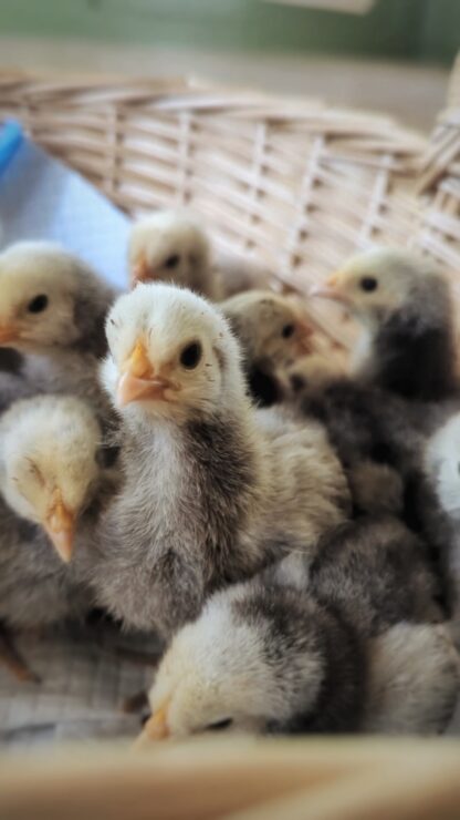 Silver laced English Orpington